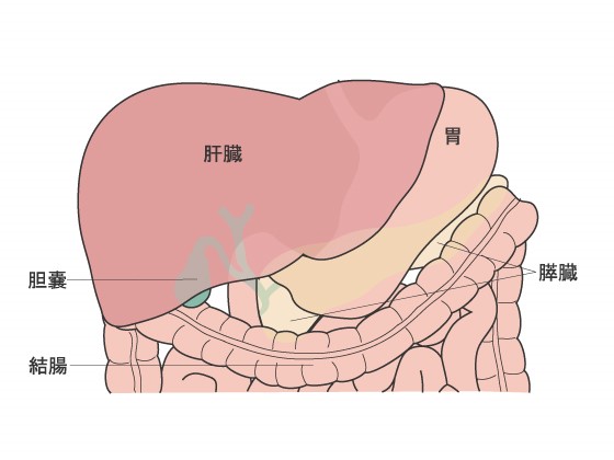 肝臓 腹水 余命